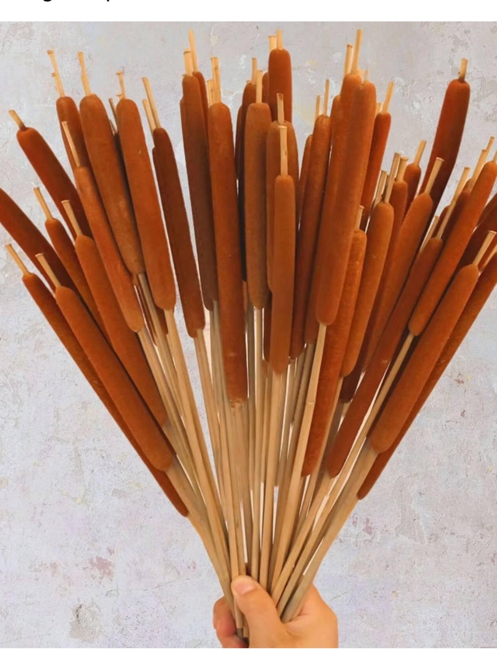 Dried Natural Brown Cattails - 7 stems